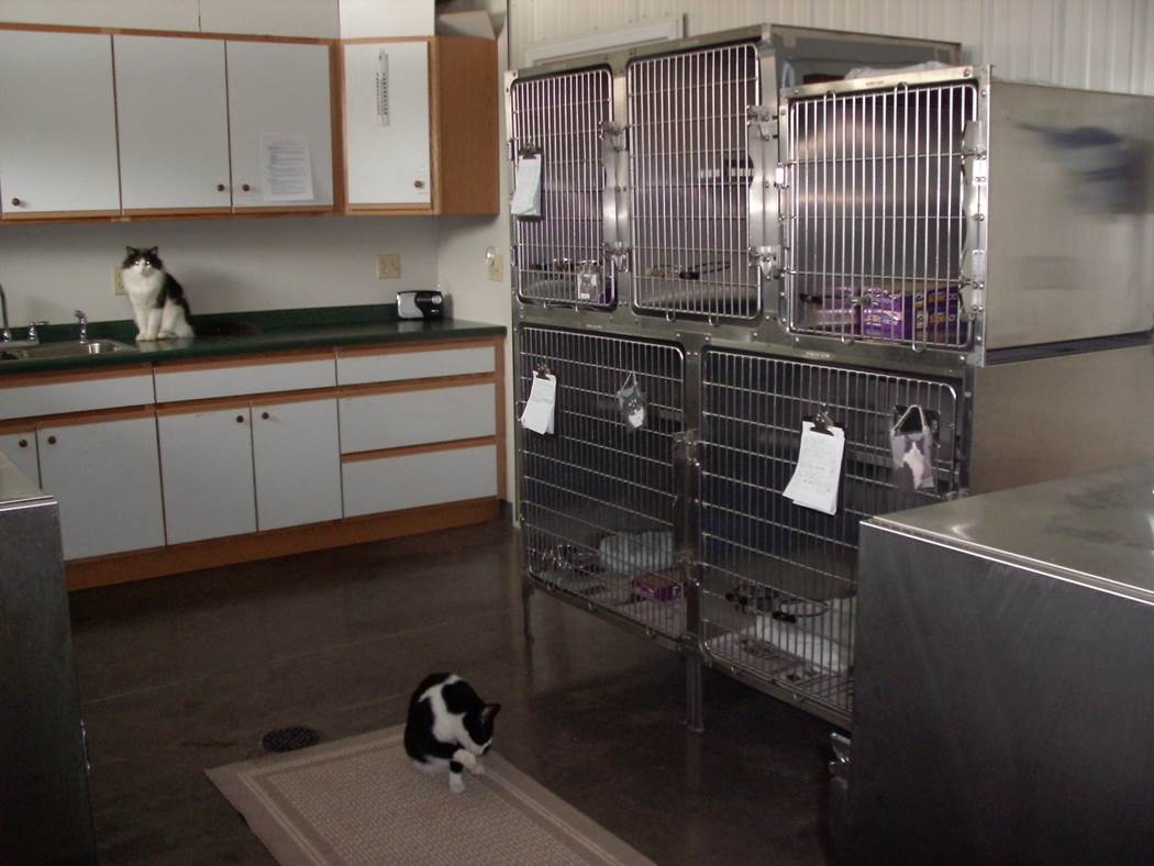 Cat Condo Room