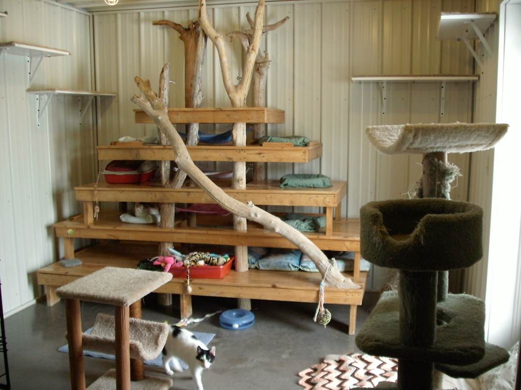 Cat Playroom