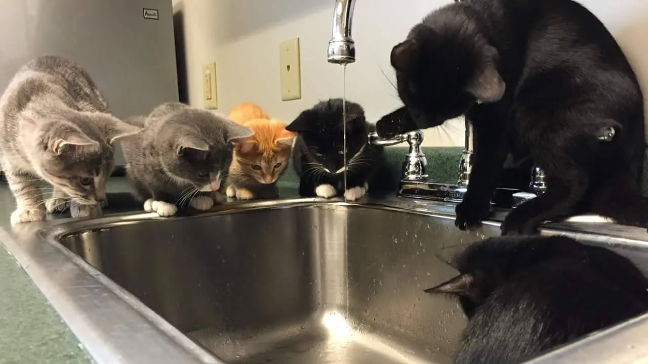 Adopt a Cat